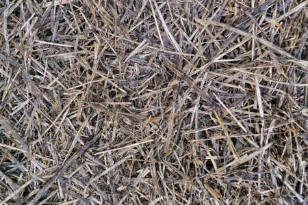Dry sloping grass. Straw background.の写真素材
