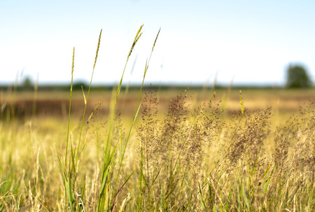 Summer meadowの写真素材