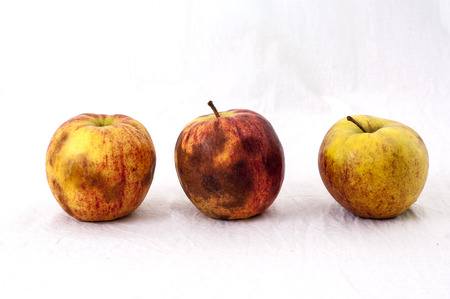 Three not so fresh applesの写真素材