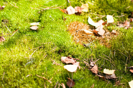A close-up very green forrest mossの写真素材