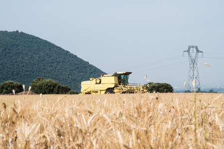 Grain field in the foreground in Provence with combine in the background, Franceの写真素材