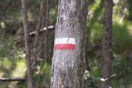 Symbols and signs in the forest pathsの写真素材