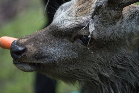 adult male deer eats a carrotの写真素材