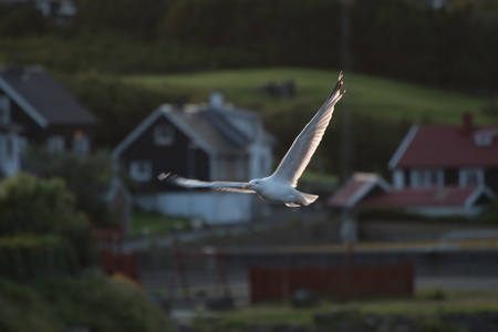 Seagull flies with houses in background on the Faroe Islands.の写真素材