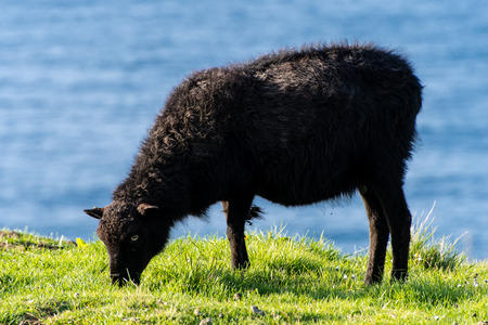 a sheep very intent on eating grass on the Faroe Islandsの写真素材