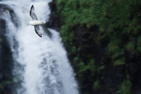 a seagull flies over the Gasadalur waterfall in the Vagar Island on the faroe islandsの写真素材