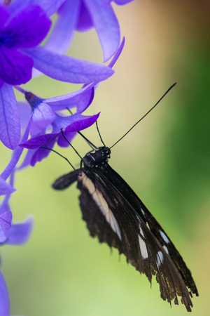 black butterfly on a violet flowerの写真素材