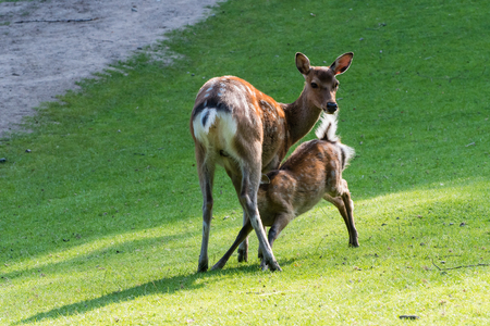 a female fallow deer nursing a puppyの写真素材