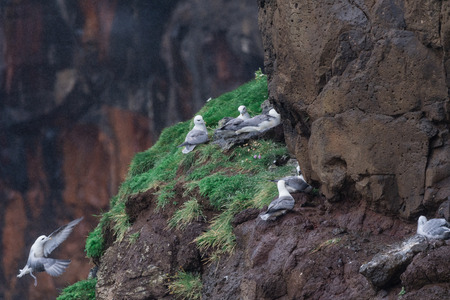 seagull nest on the cliff in Mykinesの写真素材