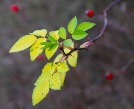 Detail yellow-green leaves with large spinesの写真素材