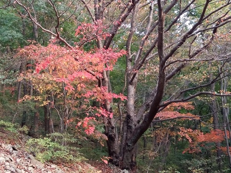autumn leaves on the mountainの写真素材