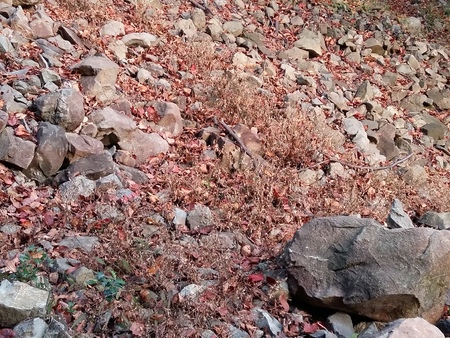 autumn leaves on the mountainの写真素材