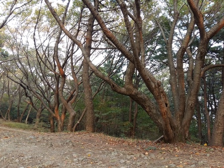 trees on the mountain in the afternoonの写真素材