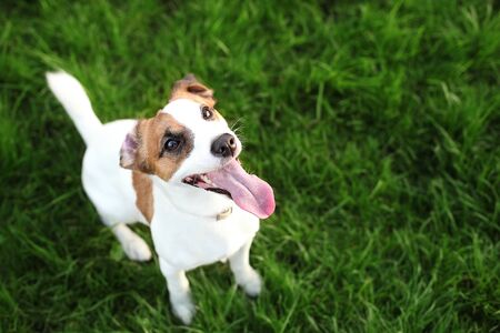 Purebred Jack Russell Terrier dog outdoors on nature in the grass on a summer day. Happy dog ??sits in the park. Jack Russell Terrier dog smiling on the grass background. Parson russell terrierの写真素材