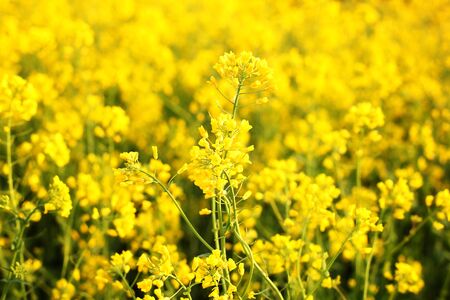 Scenic rural landscape with yellow rape, rapeseed or canola field. Rapeseed field, Blooming canola flowers close up. Rape on the field in summer. Bright Yellow rapeseed oil. Flowering rapeseedの写真素材
