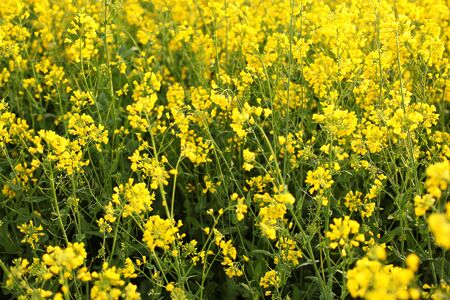 Scenic rural landscape with yellow rape, rapeseed or canola field. Rapeseed field, Blooming canola flowers close up. Rape on the field in summer. Bright Yellow rapeseed oil. Flowering rapeseedの写真素材