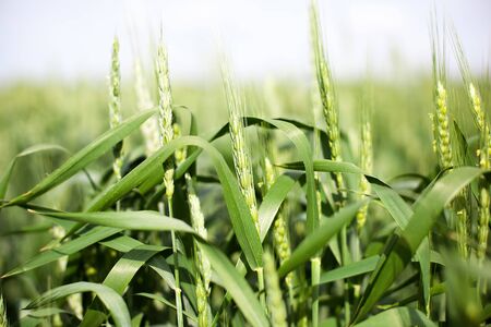Green spikelets of wheat on the agricultural field, green unripe cereals. Beautiful green wheat ears growing in field, rural scenery. The concept of farming, agriculture and natural eco food. Breadの写真素材