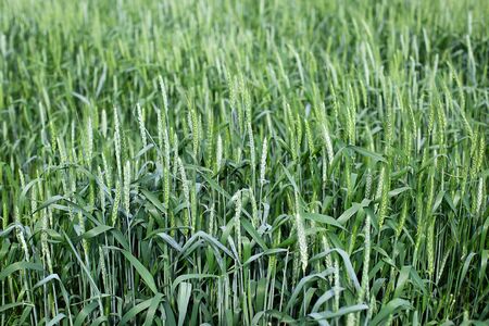 fresh organic green wheat field during summer day. Beautiful green wheat ears growing in field, rural scenery. Green spikelets of wheat on the agricultural field, green unripe cereals. Bread, foodの写真素材