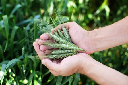 Wheat in a hands. Farmer with wheat in hands. Wheat ears in farmer hands close up. Plant, nature,...