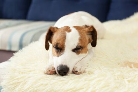 Cute jack russell dog resting on bed in sunny day on blanket. Pet care. Portrait dog tired sleeps on couch. Feeling tired or bored. Pets home. morning. Pet sitting on sofa with sad face. Depressionの写真素材