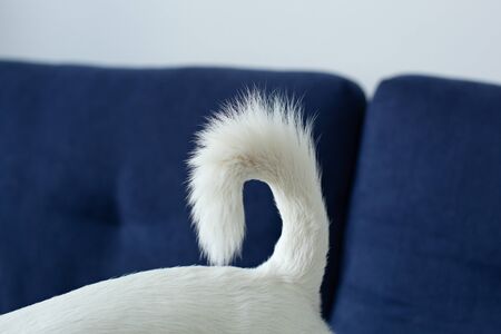 Dog tail, closeup. Dog rear, cute dog white tail, Doggy fur texture. Big tail fur of jack russell...
