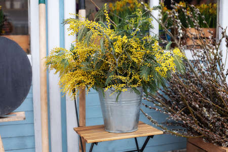Bunch mimosa flowers in vase on table in garden. Bouquet of yellow wildflowers in bucket on veranda home. Easter Decor spring terrace. Home decor in rustic style. Cozy decor of patio yard. March 8の写真素材
