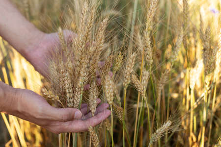 Hand of a farmer touching ripening wheat ears. Male hand touching a golden wheat ear in the wheat...
