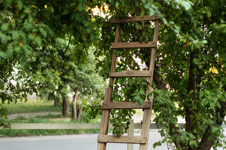 Garden ladder leaning against apples tree, preparations for harvest season. Pruning gardening high...