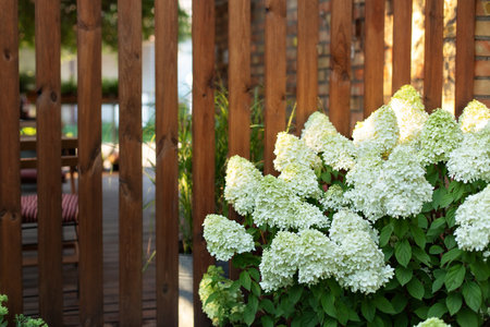 Macro photo of hydrangea. View of blooming bushes hydrangea against background of wooden wall of terrace. White hydrangea along wooden picket fence. Fence with summer Flowers.の写真素材