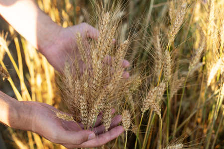 Hand touches the cereal spikelets. harvest concept. Hand of a farmer touching ripening wheat ears. Male hand touching a golden wheat ear in the wheat field.の写真素材