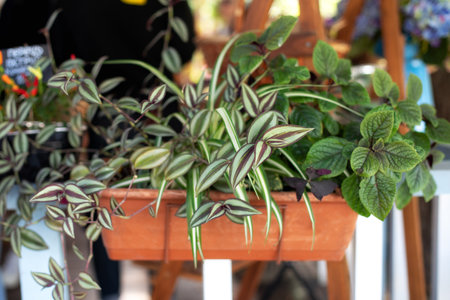 Zebrina and mint in pot in summer day. flower pot hanging on wooden fence for small garden, patio or...