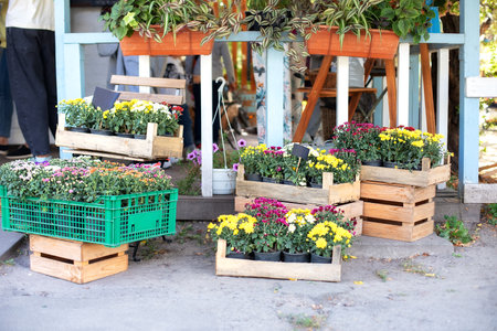Assortment of colorful chrysanthemum flowers in garden. Daisy flowers in planting pots. Summer and autumn nature background outdoors. Purple and yellow Chrysanthemum blossom in boxの写真素材