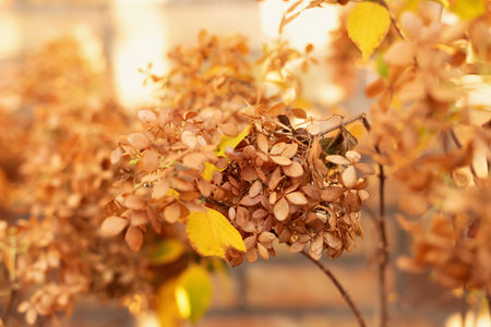 Macro photography of hortensia blossom. textured background from a dry hydrangea flower. Abstract floral background of dried hydrangea. Seasonal concept. Brown colors of autumn.の写真素材