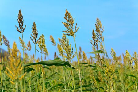 Millet fieldの写真素材
