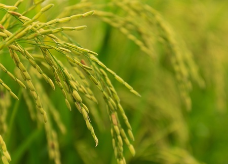 Grian riceの写真素材