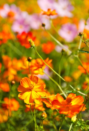 Cosmos flowerの写真素材