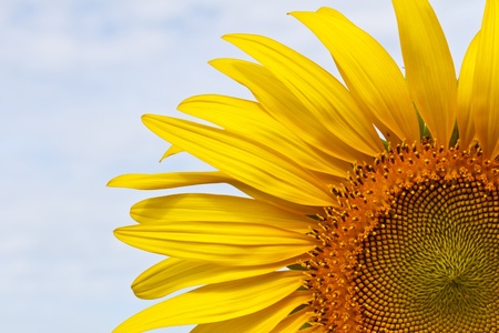 Sunflowerの写真素材
