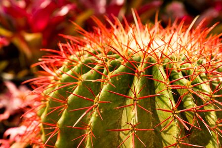 Extreme closeup of cactus thornsの写真素材