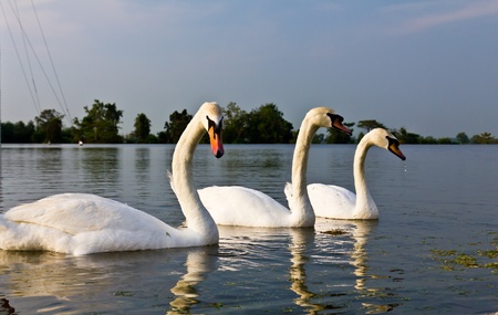 A pair of white swans swimming in a natural outdoor setting.の写真素材