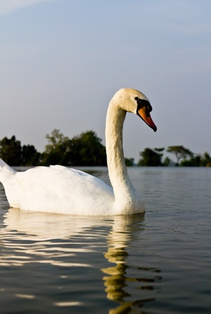 White swan in a lake at evening.の写真素材