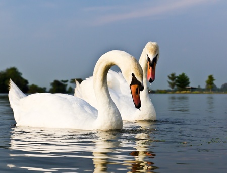 A pair of white swans swimming in a natural outdoor setting.の写真素材