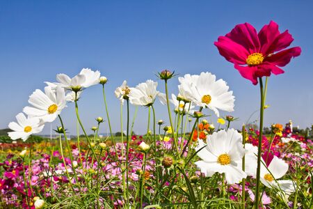 Cosmos flower gardenの写真素材