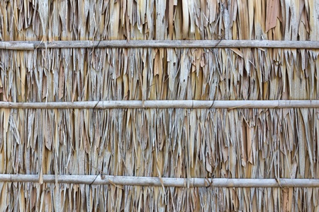 Palm leaf wall texture is natural wallの写真素材