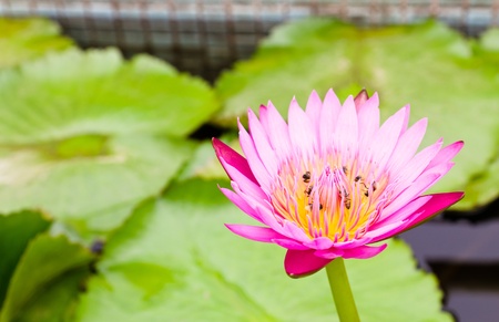 Bees on Water lily and beautiful red leafの写真素材