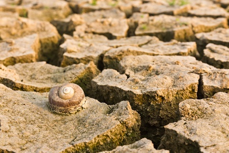 Cracked earth with snail dead , metaphoric for climate change and global warming.の写真素材
