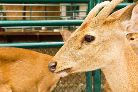 Deer head close-up at the zoo.の写真素材