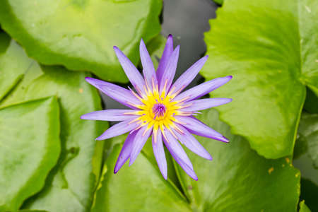 A blooming lotus flower in the gardenの写真素材