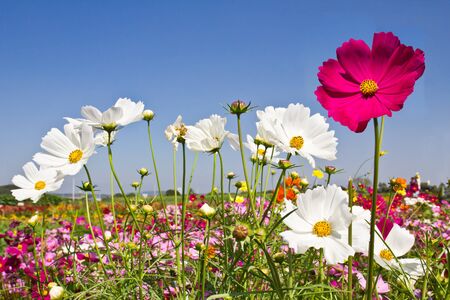 Blooming Cosmos flower garden  and blue skyの写真素材