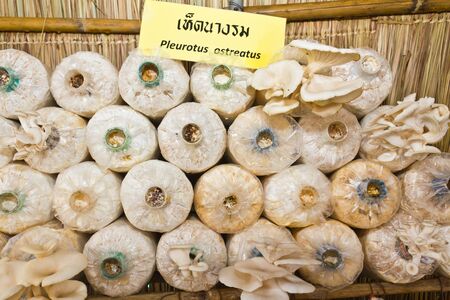 Oyster mushrooms or Pleurotus ostreatus mushrooms clustered in storage bagsの写真素材