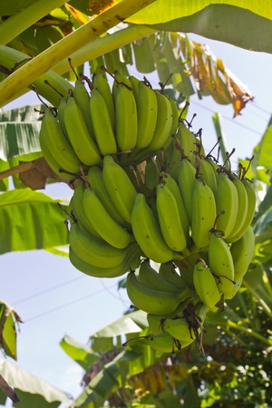 Green young bananas on top of it.の写真素材